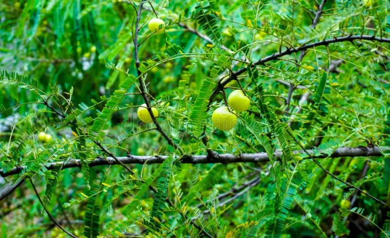The Growing Importance of the Amla Tree in Natural Health