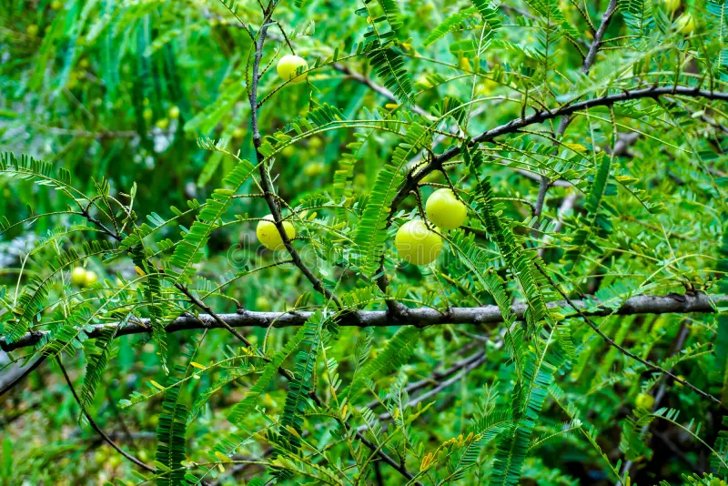 The Growing Importance of the Amla Tree in Natural Health