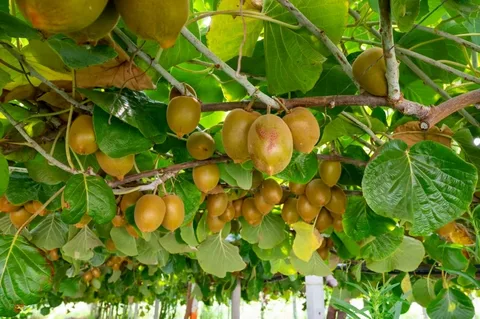 Mini Kiwi A Complete Guide to This Tiny Superfruit